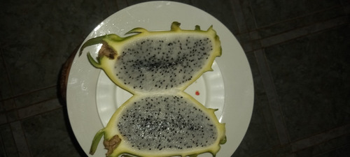 Imagen 5 de 10 de 150 Esquejes De Pitahaya Amarrilla Y H.andatus Golden