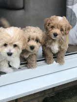 Comprar Maltipoo Cachorros Súper Lindos