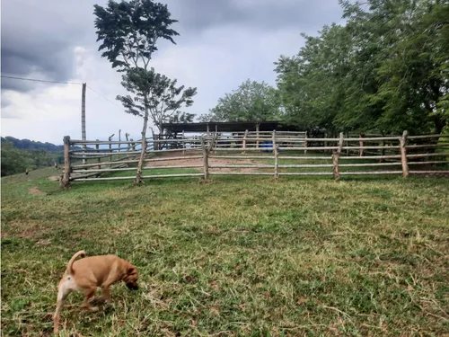 Venta Finca La Tebaida Cultivada En Pasto - 40 Cuadras