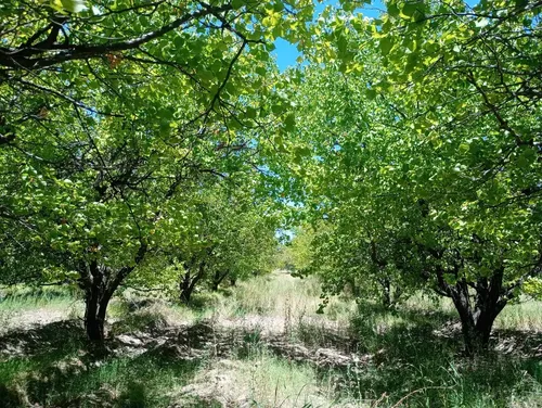 Finca De 3 Has. San Rafael, Provincia De Mendoza - foto 1