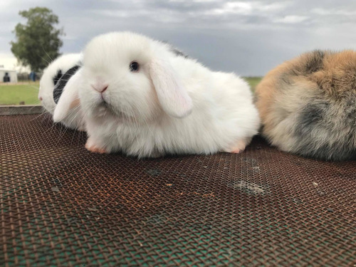 Imagen 1 de 3 de Hermosos Conejos Holland Lop Enanos