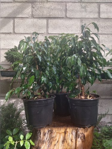 Ficus Benjamina Para Bonsai