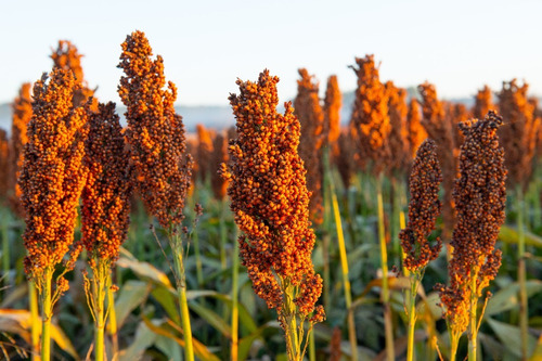 Semilla De Sorgo Hibrido Para Grano Var. 937 (10 Kg)