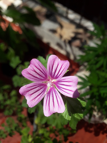 Plantin Malva Sylvestris Rosa