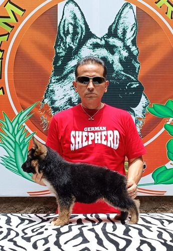 Imagen 1 de 3 de Cachorros Pastor Alemán Full Pedigree Apppa-perú