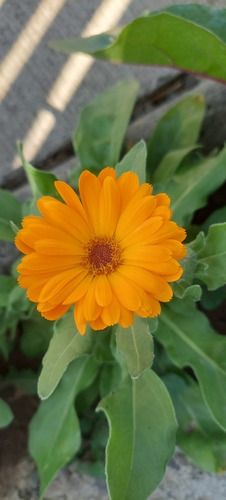 Semillas Calendula