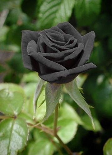 150 Sementes Rosa Arco-iris Vermelh Roxo Azul Rosa E Outras
