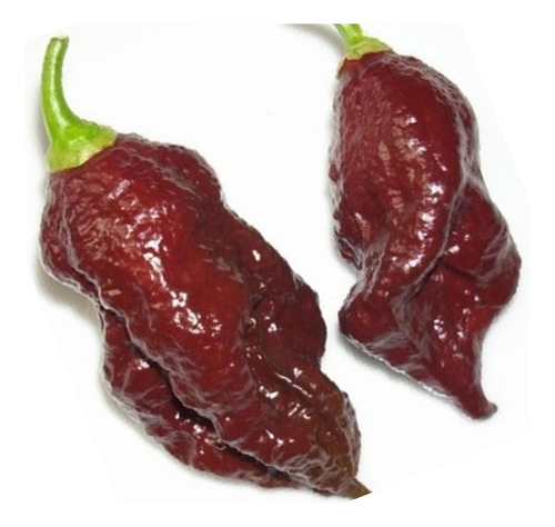 120 Sementes Pimenta Nuclear Bhut Jolokia Chocolate.