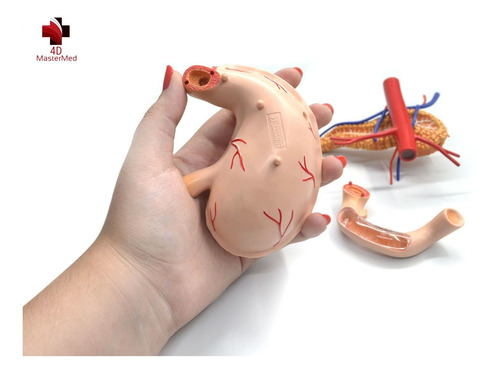 Modelo Do Corpo Humano - Estômago - 4d Master