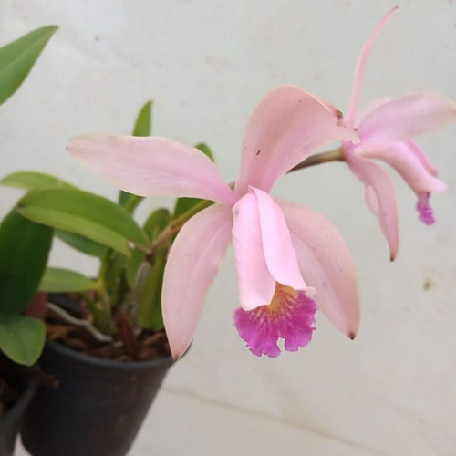 Orquídea Exótica Coleção Rara Cattleya Intermedia X Forbesii