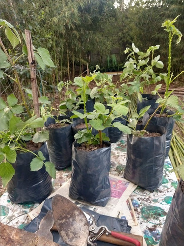 Imagen 4 de 5 de Planta Frambuesa, Maceta De 5 Lts Huerta, Balcón Terraza X2
