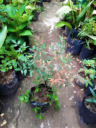 Nandina Bambú Sagrado Vivero Orgánico Cielo Verde