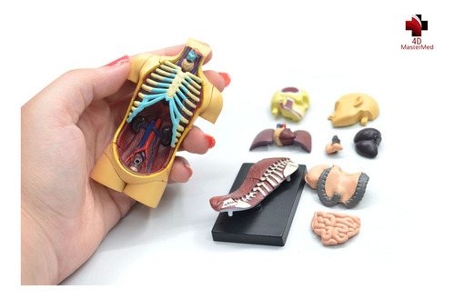 Modelo Do Corpo Humano - Torso 26051 - 4d Master Anatomia