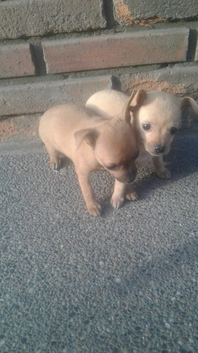 Perro Mini Pincher Mascotas Rionegro Medellín Bogota