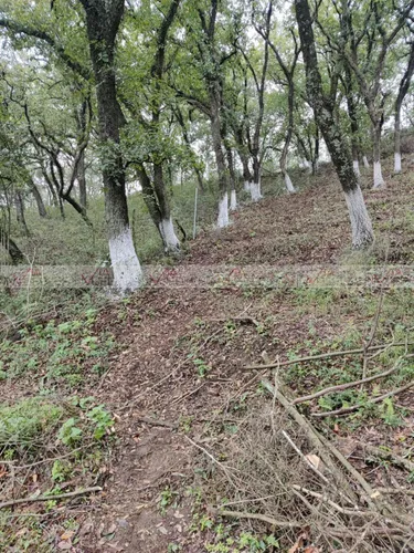 Campestre El Barro