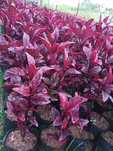 Croto Vinotinto, Planta Ornamental 