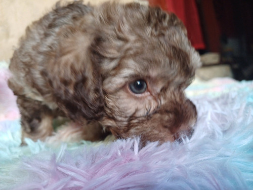 French Poodle A La Venta 