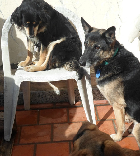 Imagen 4 de 8 de Guarderia Y Pensionado Canino - Sin Caniles - Zona Noroeste