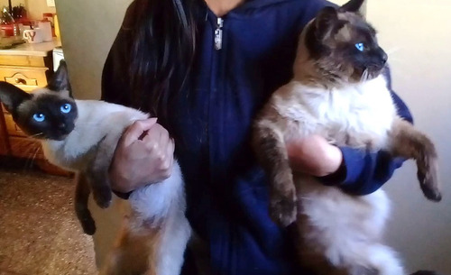 Gatitos Siames Machito - Muy Lindos !!! Listos Para Entregar
