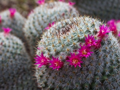 Mammillaria Cactus Exótico Planta De Flor Rosa De Colección | Meses sin  intereses