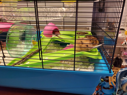 Jaula Hamster Sirio Ruso Roedor Jerbo Hamstera Heaven Metro