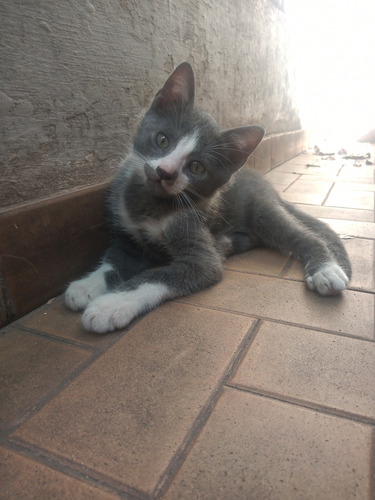 Gatitos En Adopcion Cordoba Capital