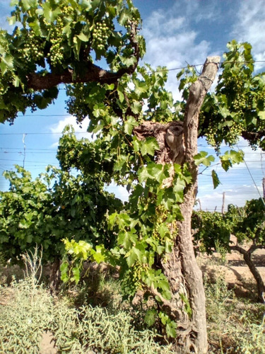 Imagen 12 de 14 de Venta De Finca Con 2 Propiedades 15 Y 6 Hectáreas