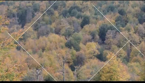 Imagen 17 de 30 de Campo 240 Ha C/ Bosque, Rios Y Glaciare Cerca Villa Castillo