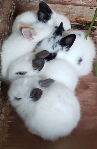 Mini Coelhos