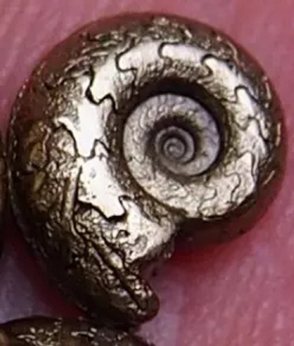Amonita Fosil De Pirita 9 Mm Ammonite Piritizado Natural Dorado Oscuro (Usado)