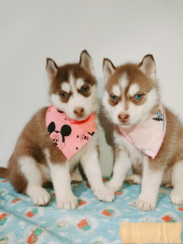 Husky Lobo Siberiano 