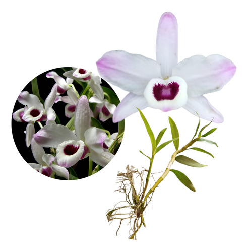 Orquídea Dendrobium - Tipo 3 - Kit Com 2 Keikis (mudas)