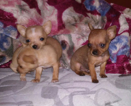 Chihuahuas