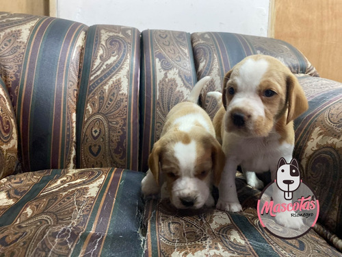 Beagle Limon Y Tricolor Precio