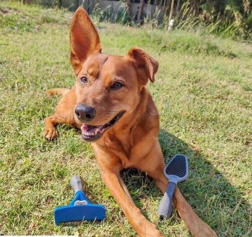 Imagen 5 de 7 de Cepillo Furminator Pelo Corto Large Perro Grande