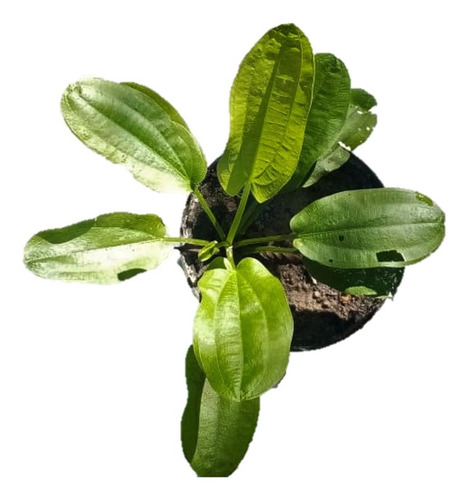 Echinodorus Radicans, Planta Acuática X 1