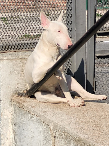 Muy Lindo Bull Terrier  Con Toda Su Vacuna Servicio De Monta