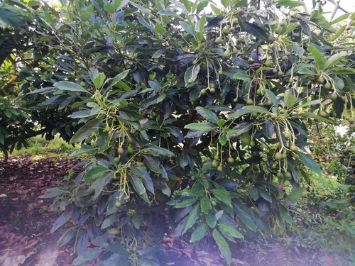 Imagen 11 de 14 de Finca En San Vicente 10 Mil Mts 1.000 Mill Antes Del Pueblo