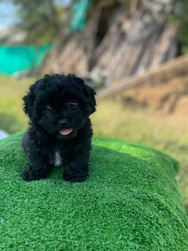 Cachorro Mini Toy Negro Manizales Animal Pets Colombia 