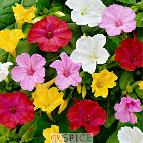 Flor Maravilha Boa Noite Mirabilis Jalapa Ideal Para Vasos