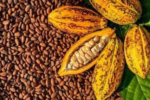 Cascarilla Africana, Corojo, Cacao Y Aceite De Palma