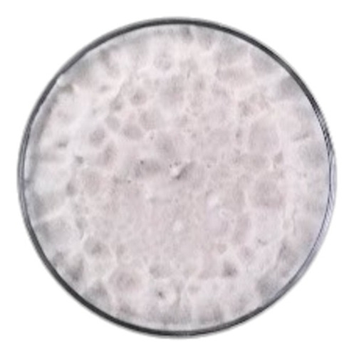 Isaria Fumosorosea, Paecilomyces Fumosoroseus En Placa Petri
