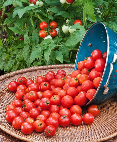 Imagem 2 de 4 de Tomate Cereja Vermelho (tomate Carolina)