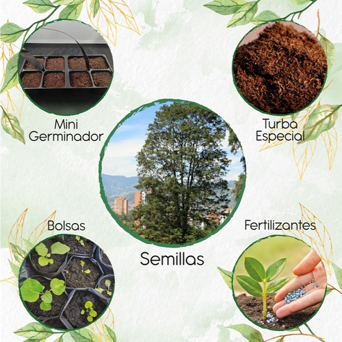 50 Semillas De Árbol Ciprés + Kit De Germinación