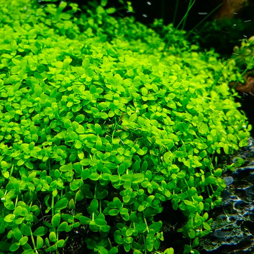 Micranthemum Umbrosum Plantas Para Acuario 