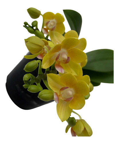 Orquidea Phalaenopsis Joy Spring La Paz Planta Rara Adulta