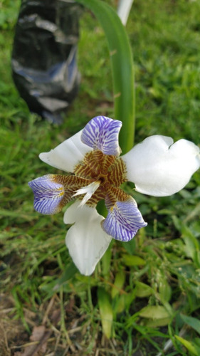 Flor De Un Día / Iris Caminante (villa Urquiza Envíos S/c)