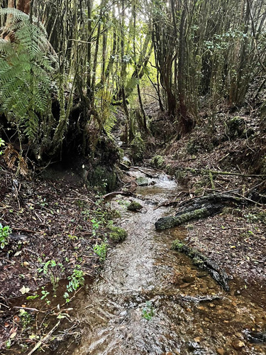 Excelente Sitio Ubicado En Castro