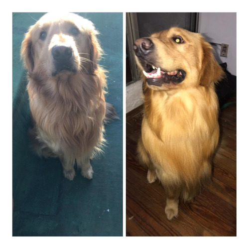 Imagen 5 de 10 de Peluqueria Canina Esquilas