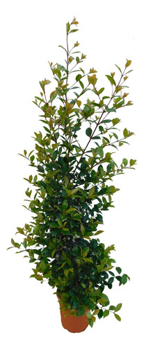 Eugenia Myrtifolia Arbusto Para Cerco E10